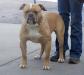  SABK's King Bruiser Bo of Brick's(AmericanBulldog)