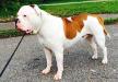 Molly Johnson Bulldogs Rowlandtowns Argos