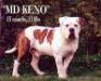 CH MD Keno (Sampson x Buckie)