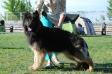 JCH (UA), 4*CH (UA), 3*JCAC, 15*CAC,CACIB, 2*ЛК, 2*ВOB Victory of the Grey Nelson