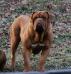  Heavenly Dogue´s Zaire