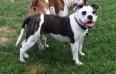 Molly Johnson Bulldogs Rowlandtown's Super 'Nova'