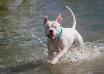 Sly Dog American Bulldogs' Beautiful Sunday