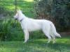 Von Cedarbergen White Apache