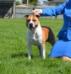 Zaliamstaff Thrill O Th Chase