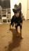 Titan Crow von Johnson