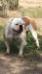 Pinto's Bull of Garcia Brothers