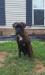 Euro Boxx's Samson
