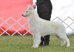 GCH.CHI.ARG.URU.BUL.CH.BAL.BRA Kissenkill of luna legacy