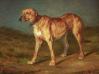 Carl Frederich Schulz's Rhodesian Ridgeback