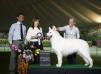 Best Br 2014  Br Multi Ch. Intl Ch. WW 2013 Best Minor Puppy ICE AKBO-Parchovany