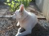 Riverland Whites Enchanted KUKU