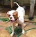 Sunshine Bull's Lil Bone