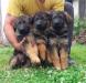 Furbo Dell Dinaro Lupo