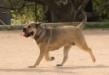 Galateya Amy Royal Moloss Kennel