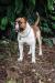 CB Bulldogs Mako