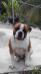 CB Bulldogs Drako