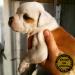 CB Bulldogs Zahra