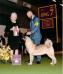 AKC GCH Regalia's This Girl Is On Fyre