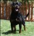 Lightning Ridge Rottweiler's MAXX