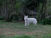 Dolittlefarm Sirius