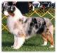 AKC CH Inverness Devonshire Blue