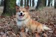 Bad Boy Foxy Fellow n/b