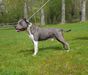 FROM GLADIATORDOGS SILVER BULLET