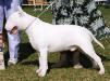 GCH CH ALLEGRO ROCKSTAR