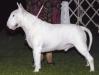 CH SARAJENI WHITE GRANDALF