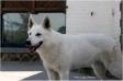  N'importe Quoi P'tits Loups d'Amour