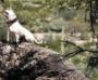 Cobblestone Falkor