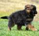 Aspen Acre Spirit vom Schattenherz