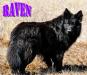 Aspen Acre Raven vom Schattenherz
