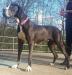  MSGD'S Beautiful Dangerous Perla v ValleyDanes