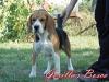 Joker Beagle of Wels