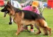 Bronze Medal Winner 10th GSD National NZ Boldova of Taimana