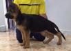 Max Kuwait k9-team