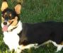 Colby, the Corgi