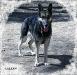 Creekwell's Jet-Tin Jaxxi Of My Valentine Sky