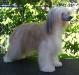 Unidog's Puff Agan