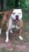 Horton's Lexy of Down South Bulldogs
