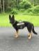 Shenandoah German Shepherds Molly