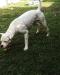 Pedigree American Bulldogs Australia Alpha