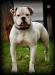 Masterbully's Natural Born Biter aka Mickey