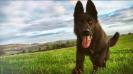 Stadthund Alfie
