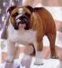 BISS CH (AKC) Newcombs Valiant Jerry