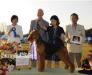 No1 Airedale Terrier In Japan for 2011 & 2012 & 2013 Multipl C.K.Terra JP*S RockRidge Figaro