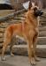 GCH Isell's Ivano AKa Zenvo