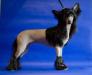 Anna Sky Kennel Taygetta